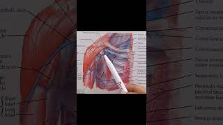 Pectoralis Minor Muscle anatomy upperlimbanatomy muscles [upl. by Jaquith]