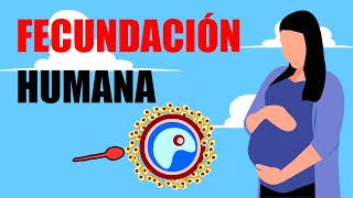 🌸Así es el proceso de la FECUNDACIÓN HUMANA💗¿Cómo se da el EMBARAZO [upl. by Miharbi105]