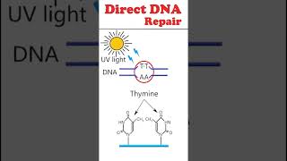 Direct DNA repair animation dnarepair [upl. by Hildagard]