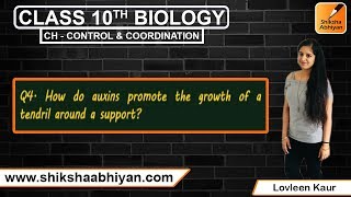 Q4 How do auxins promote the growth of a tendril around a support [upl. by Eisenhart]