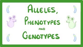 GCSE Biology  DNA Part 2  Alleles  Dominant  Heterozygous  Phenotypes and more 64 [upl. by Ynos]