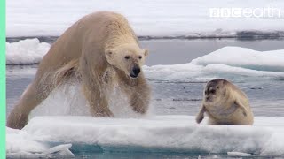 Hungry Polar Bear Ambushes Seal  The Hunt  BBC Earth [upl. by Nosnorb]