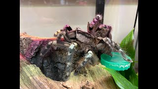 Poecilotheria regalis Indian Ornamental egg sack removal and care [upl. by Assilev]