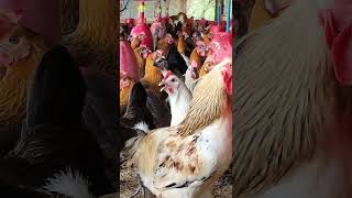 Intensive Poultry Farming chicken chickencoop birds [upl. by Ma]