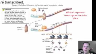 Chapter 9 Part 2  Regulation Mutations and DNA Exchange [upl. by Stuckey]