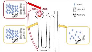 Nephron Harnkonzentrierung nach dem Gegenstromprinzip [upl. by Norrahc]