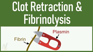 Clot Retraction amp Fibrinolysis [upl. by Heyes]