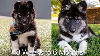 8 Weeks to 6 Months My Husky Transformation [upl. by Boaten]