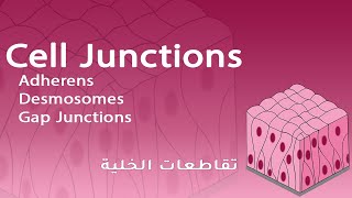 Cell Junctions Adherens Desmosomes Gap Junctions  شرح بالعربي [upl. by Yhtomit179]