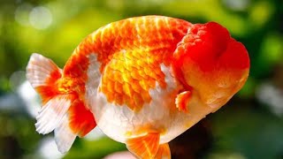 Gold Fish hormone injection breeding [upl. by Airad957]