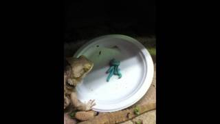 Bearded Dragons Eating Hornworms [upl. by Aicemat]