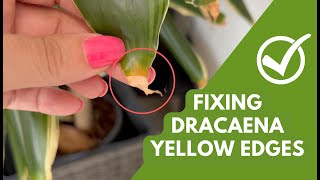 Fixing Yellow amp Brown Edges on Dracaena Plants Simple Tips amp Care Tricks [upl. by Thgiwd]