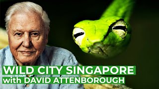 David Attenborough presents Wild City Singapore  Full Series  Free Documentary Nature [upl. by Ahsiem]