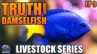 The Truth About DAMSELFISH  Livestock Series [upl. by Domenic338]