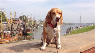 Beagle Barnie in Ostfriesland Teil 1  Greetsiel [upl. by Eyoj913]