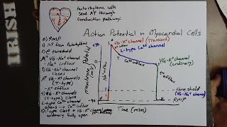 Action potential in Myocardial Cells [upl. by Bertsche]