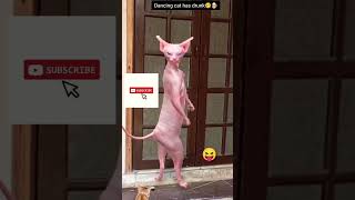 Sphnex Meow Cat Dance🤠🤓👺👍🏻shorts shortsfeed ytshorts [upl. by Brogle]