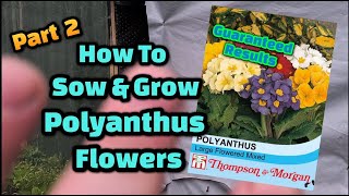 How to grow polyanthus from seed part 2 [upl. by Dougherty145]