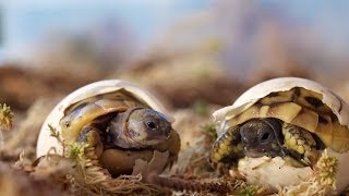 Schlüpfen Griechischer Landschildkröten  Greek tortoise hatching [upl. by Siletotsira]