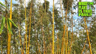 Phyllostachys Vivax Chinese timber bamboo  One of the hardiest timber bamboo  Can grow to 70 ft [upl. by Curren]