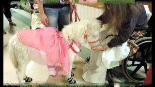 Therapy Trained Miniature Horses [upl. by Olinde]