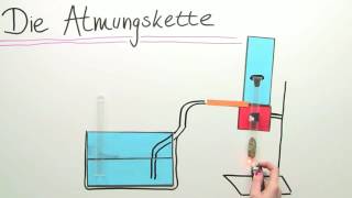 ATMUNGSKETTE  ENERGIEGEWINNUNG IM MITOCHONDRIUM  Biologie  Stoffwechselbiologie [upl. by Melany]