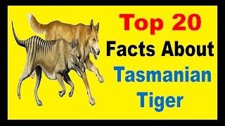 Tasmanian Tiger  Facts [upl. by Annovahs]