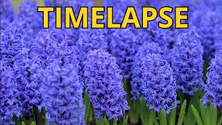 Hyacinth blooming TIME LAPSE [upl. by Gorga]