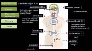 Biológia  Hormonálna sústava [upl. by Llatsyrc]