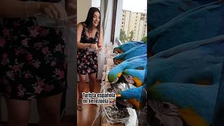 Española cumple sueño de conocer las guacamayas en Caracas 🇻🇪 shorts [upl. by Anehsak]