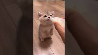 Cute Baby cats [upl. by Peers]