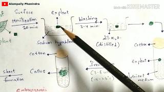 Plant tissue culture technique  Step by step process  Procedure  Bio science [upl. by Dane213]