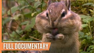 Iguana vs Snakes Full Clip  Planet Earth II  BBC Earth [upl. by Tam]