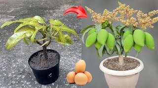 UNIQUE METHOD on mango tree propagation technique in 2 ways using chicken eggs or bananas [upl. by Caruso]