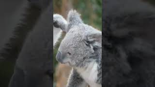 Koala Chronicles Fascinating Facts About Australias Iconic Marsupial [upl. by Dnar]