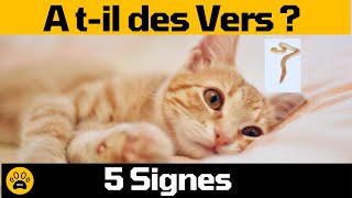 Comment Savoir si mon chat a des vers 👉 Découvrez 5 vrais signes [upl. by Retsek]