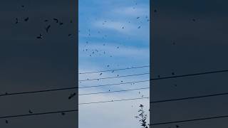 Lapwings And Starlings Flying Over Fields  Anglers Country Park birds avian nature [upl. by Skipton]