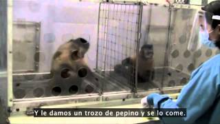 Frans de Waal ¿Los animales tienen sentido de moralidad [upl. by Merrow]