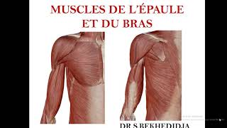 muscles de lépaule et du bras miologie [upl. by Ogawa]