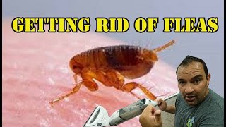 How to get rid of fleas in your home [upl. by Katrina]