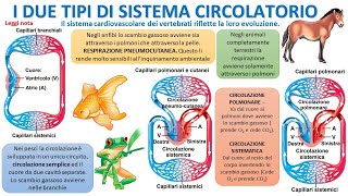 I TIPI DI SISTEMA CIRCOLATORIO [upl. by Derina]