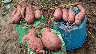 How to Grow Sweet Potatoes in Containers Plant to Harvest Easy ways to grow sweet potatoes in pots [upl. by Maibach]