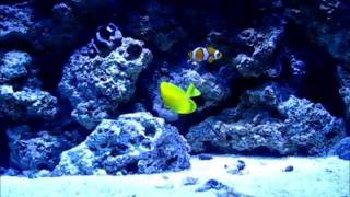 Paired Clownfish  Ocellaris and Darwin Ocellaris Black And White [upl. by Concepcion]