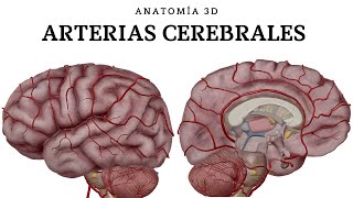 ARTERIAS CEREBRALES ANATOMÍA 3D [upl. by Jacey897]