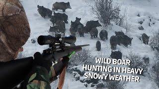 Wild Boar Hunting İn Heavy Snowy Weather  Karda Domuz Avı pighunt hoghunting domuz avı deer [upl. by Allanson321]