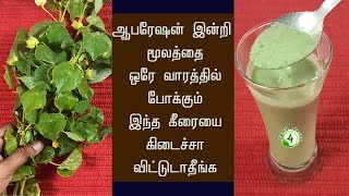 ஒரேவாரத்தில் எப்பேற்பட்ட மூலத்தையும் குணமாக்கும் இந்த கீரை  piles home remedy in tamil [upl. by Mairam]