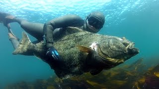 Spearfishing Halibut in Norway [upl. by Mikol]