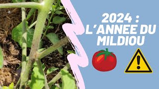 2024  Attention au Mildiou de la Tomate  Prévention et identification [upl. by Ashien]