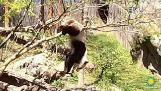 Watch Klutzy Panda Fall Out of Tree After Branch Breaks [upl. by Nitsreik611]