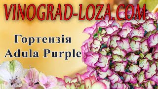 Великолиста гортензія Adula Purple [upl. by Orella]